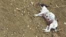 Envenenan a 11 perros en comuna de colonche