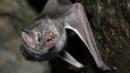 El murciélago que imita el ruido del avispón para sobrevivir