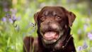 A pesar de que un perrito perdió la nariz por el cáncer, es un 'boom' en las redes sociales