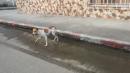 Esmeraldas: Rescataron a un perro que se encontraba atrapado entre dos paredes
