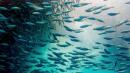 El calentamiento del mar reducirá el tamaño de los peces, según un estudio