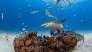 Los arrecifes de coral, en riesgo de perder sus tiburones y rayas