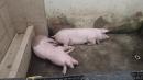 Cerdos fueron decomisados de la cárcel de Santo Domingo.