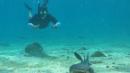 Galápagos nadar con tiburones