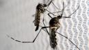mosquitos dengue