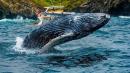 ballena en mar