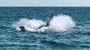 Ya se puede apreciar el avistamiento de ballenas en Ayangue.