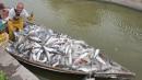 Decenas de pescados saltaron alrededor y sobre la barca de Nelo Soler.