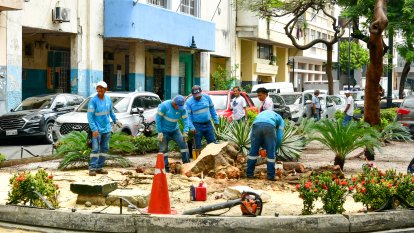 Árbol caído en Guayaquil.