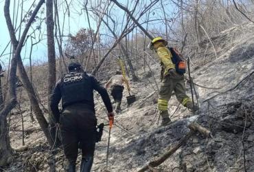 bosque quemado