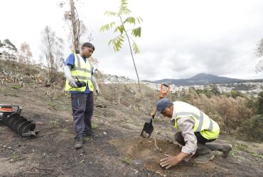 Reforestación tras incendios en Quito