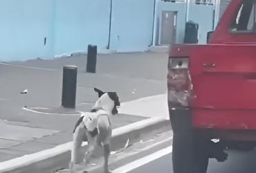 Captura de pantalla del momento en que una persona abandona al can.