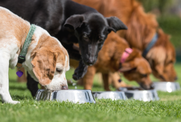 Conoce el horario ideal para alimentar a tu perro.