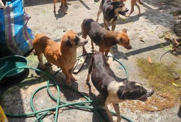 REFUGIO CANINO ABANDONADO