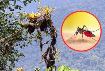 fiebre amarilla en Ecuador