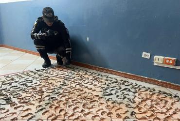 Incautan caballitos de mar en Tulcán