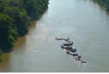 Anaconda gigante en el Amazonas