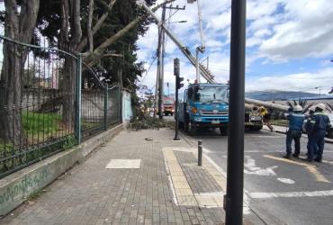Caída de árbol - Quito - emergencia
