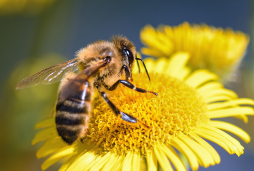 Abeja
