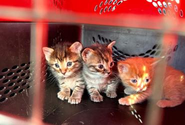 Maltrato animal - Quito - rescate