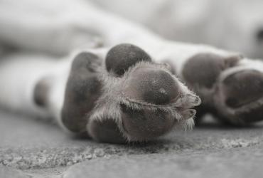 Perro atropellado en Guayaquil