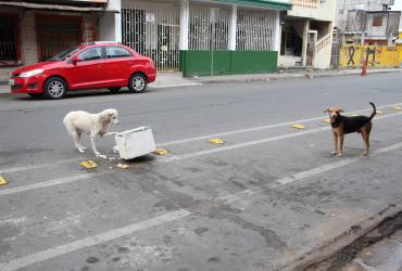 Perros callejeros Ecuador