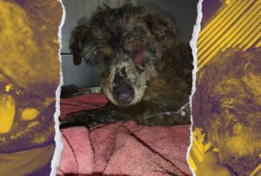 Maltrato animal - Quito - rescate