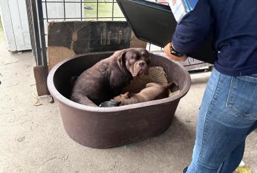 Maltrato animal - Quito - rescate