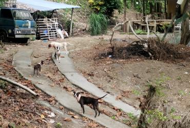 Una jauría de pitbulls hirió gravemente a un guardia de seguridad.