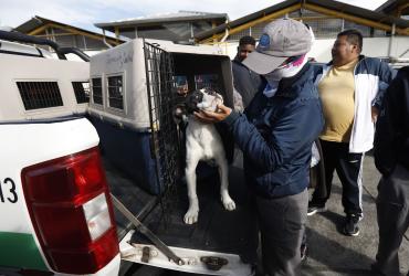 ANIMALES EN QUITO