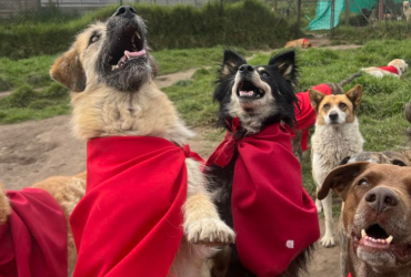 Los perritos Lucky Bienestar Animal