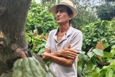 Cacao en Manabí.