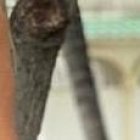 La modelo y empresaria quiere permanecer soltera por un largo tiempo.