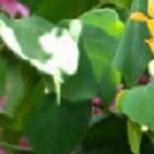 Sofía Caiche aseguró a EXTRA, hace varios meses, que quería ser mamá