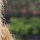 Coloso, la mascota más famoso del Ecuador.