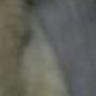 El gatito llegó a la veterinaria en estado grave.