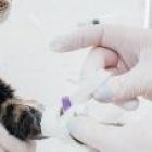 Imagen referencial. El felino y sus dueños se lograron recuperar.