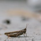  Referencial. Con las garúas de los últimos días en Guayaquil, los espacios públicos y privados, calles, parques, escuelas han sido ya invadidos por los grillos. 