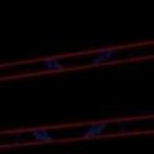 Chito Vera listo para dar un show en la UFC.