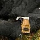 El cóndor fue encontrado muerto en el Parque Nacional Cotopaxi, por el lado de la provincia del Napo.