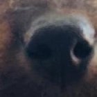 Esta hermosa foto muestra cómo Vicente esperaba a su primer dueño, quien canceló la adopción.