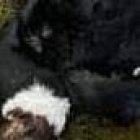 El ave murió por una extrema debilidad causada por la falta de alimento.