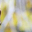 El volante argentino de Barcelona podría ser convocado a la Tricolor, debido a que es nacionalizado ecuatoriano.