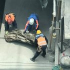 El tronco fue colocado dentro de la construcción.