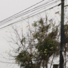Un ciudadano de Guayaquil retira las cenizas del volcán en un barrio de Guayaquil.