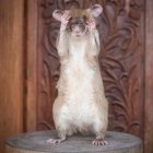 Magawa, la rata detectora de minas antipersona es condecorada por su trabajo en Camboya.