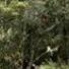 Careca le pidió a Priscila que se case con él.