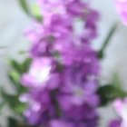 Leyla Espinoza no tiene novio, pero sí  una perrita llamada Nina que es su consentida.