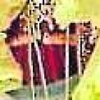 La imagen estuvo en su altar adornada con flores durante estos días de celebración.