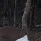 La droga estaba oculta en varios sacos.